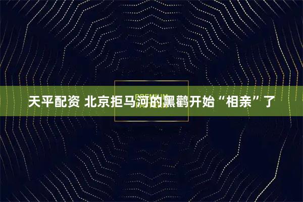 天平配资 北京拒马河的黑鹳开始“相亲”了