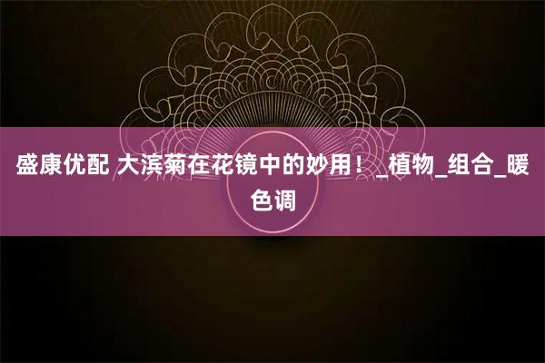 盛康优配 大滨菊在花镜中的妙用！_植物_组合_暖色调
